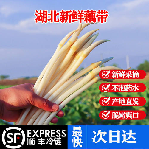 新鲜藕带藕尖农家自种冷链到家