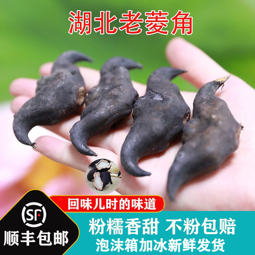 湖北特产老菱角新鲜粉糯野生大黑菱角青凌角洪湖现摘牛角生吃菱角