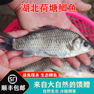 湖北荷塘鲫鱼新鲜淡水土鲫鱼孕妇下奶月子炖汤活鱼现杀冷链顺丰