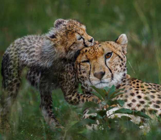 仿真野生动物世界美非洲猎豹花豹子公仔儿童安抚早教用品毛绒玩具
