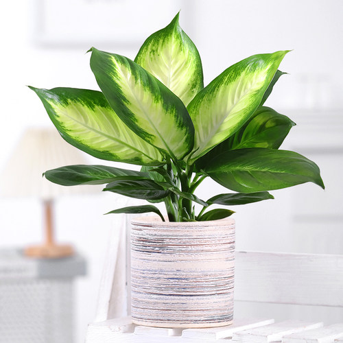 花叶万年青价格 花叶万年青图片 星期三