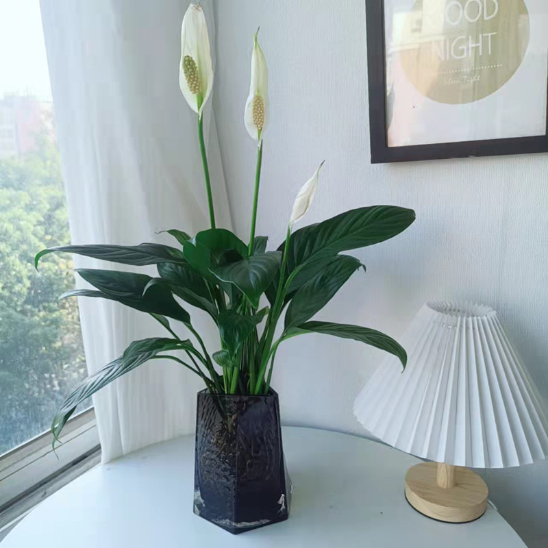 心森岚美酒白掌花卉一帆风顺绿植水培好养室内水养客厅植物盆栽