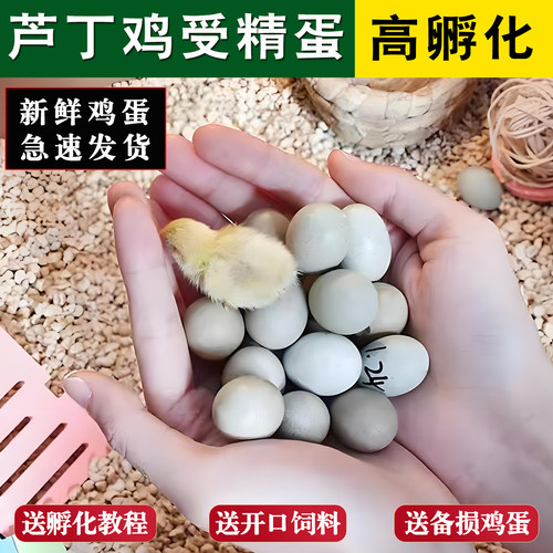 芦丁鸡受精蛋可孵化白色瓦灰礼服
