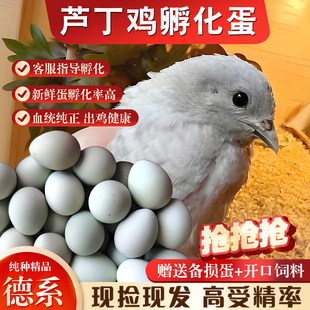 芦丁鸡受精蛋可孵化白色黑白礼服家用精品的幼鸡蛋迷你观赏卢丁鸡