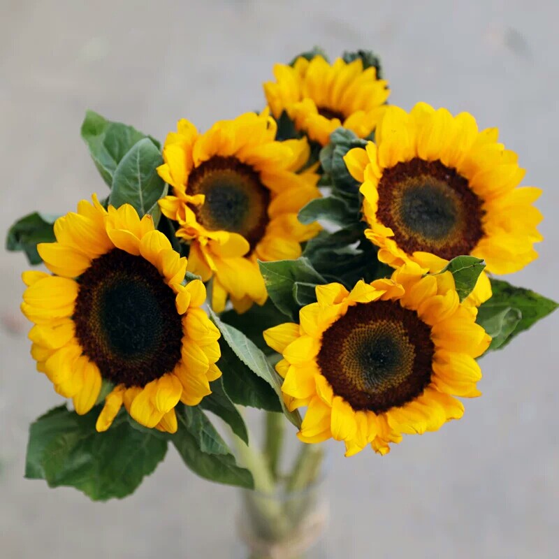 鲜花搭配花束价格 鲜花搭配花束图片 星期三