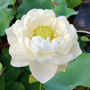 小型碗莲种藕25CM小容器种植水生花卉白色重瓣碗莲 古月白