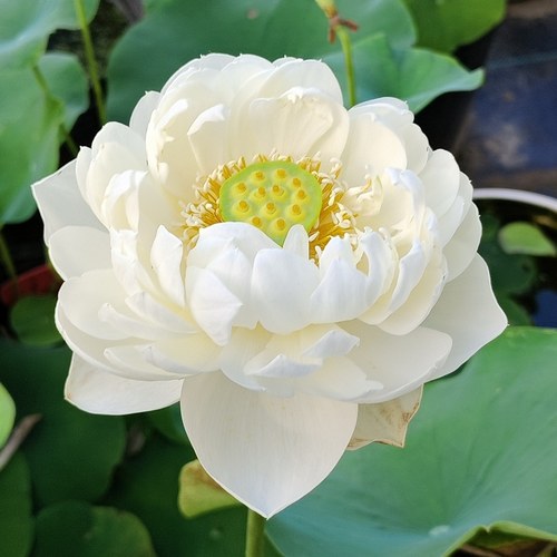 【古月白】小型碗莲种藕25CM小容器种植水生花卉白色重瓣碗莲