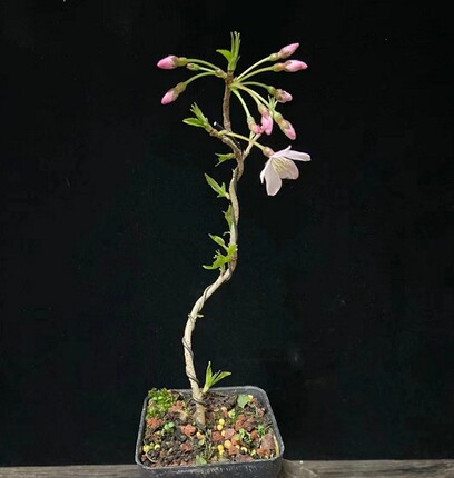 日本进口樱花盆景 信浓寒樱 十月樱原生小品素材樱花盆景一物一拍