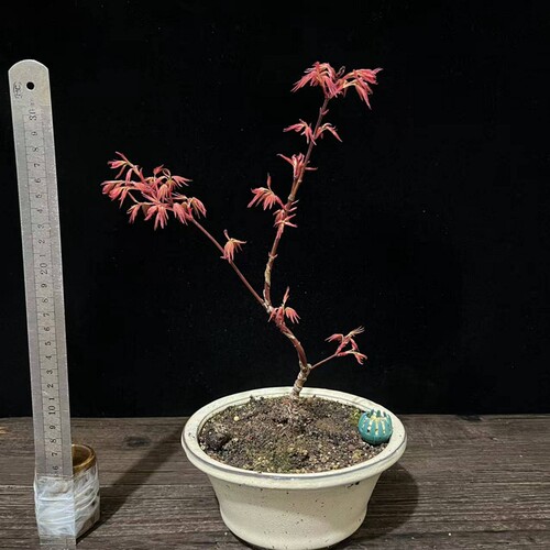 日本品种枫树扦插原生苗盆养多年