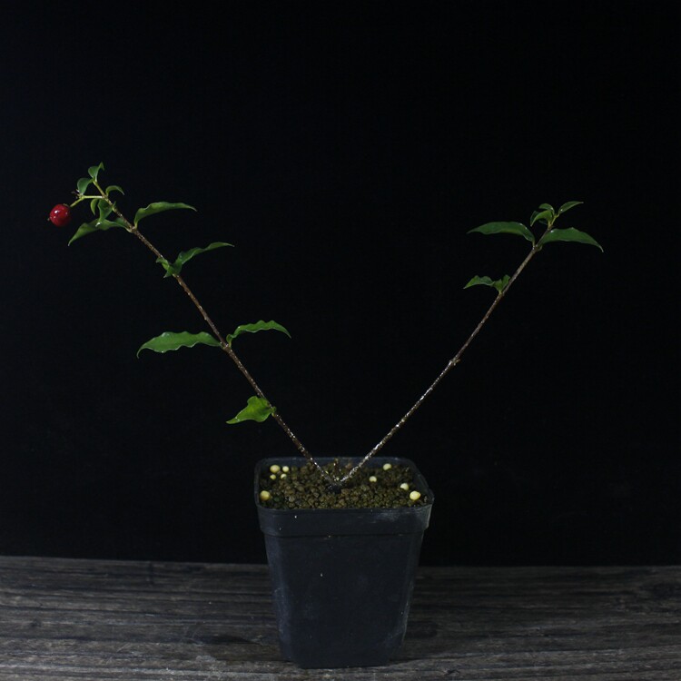 日本李氏樱桃 有名姬樱桃 迷你樱桃 小品盆景素材|ruв категории доставка цветов/цветок моделирования/растения садоводства, цветок/растения в горшках (новый), растения - от Buy2taobao.com для оказания профессиональной услуги покупки агента Taobao