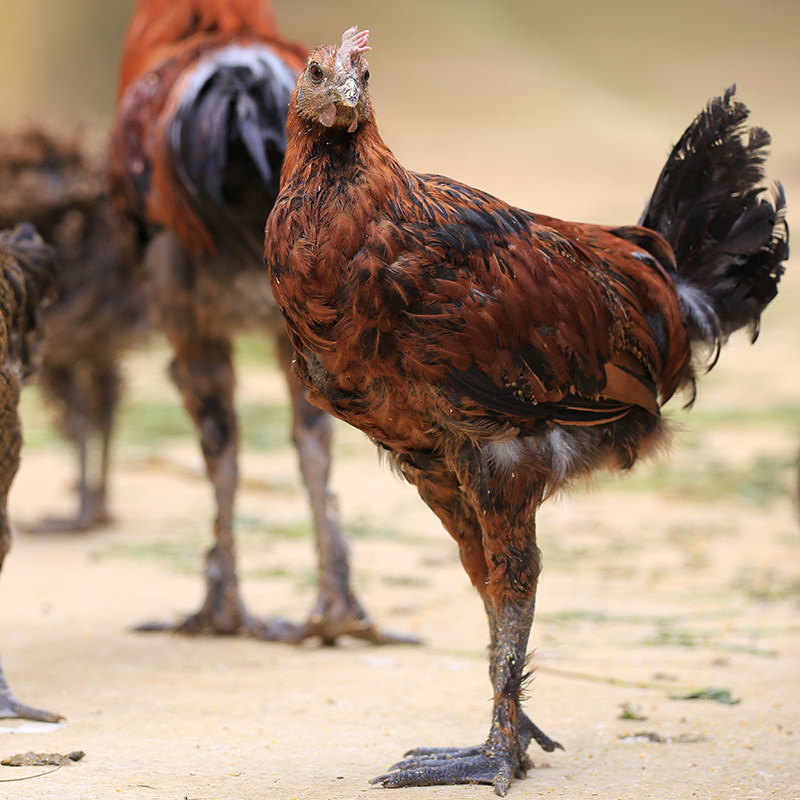 云南武定壮鸡阉鸡散养土鸡农家 公鸡 月子鸡 非乌鸡现杀顺丰包邮