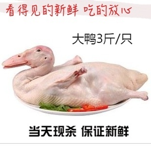 现杀新鲜白条鸭冷冻鸭肉冰冻整鸭1500g非老宜良烤鸭云南省4人份