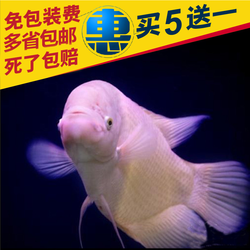 黑眼红眼招财鱼风水发财金鱼古战船红尾热带中大型观赏鱼活体包邮