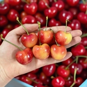 现货4J智利斯凯拉雷黄金车厘子Skylar Rae礼盒新鲜孕妇天空之城