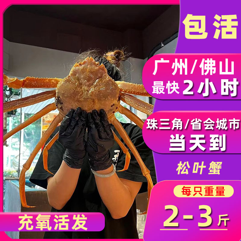 鲜活松叶蟹 2斤雪蟹板蟹螃蟹海鲜水产帝王蟹长脚蟹皇帝蟹提前订