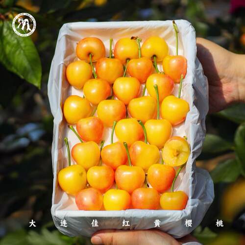 大连佳红黄樱桃 蜜甜爆汁现摘1-3斤 3-6J 顺丰礼盒