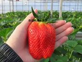 水果新鲜果装 孕妇香甜木盒宝宝美人姬草莓特大顺丰日本多汁品种