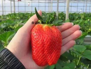 水果新鲜果装孕妇香甜木盒宝宝美人姬草莓特大顺丰日本多汁品种