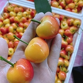 尼莫家 大连现摘现发金车大樱桃1.8斤装 顺丰空运