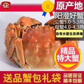 活蟹10只大闸蟹鲜活特大螃蟹公蟹5两母蟹4两阳澄湖镇礼盒