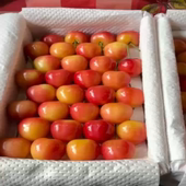 礼盒装 5斤智利金车大果4J雷尼尔斯卡拉雷进口车厘子大樱桃孕妇