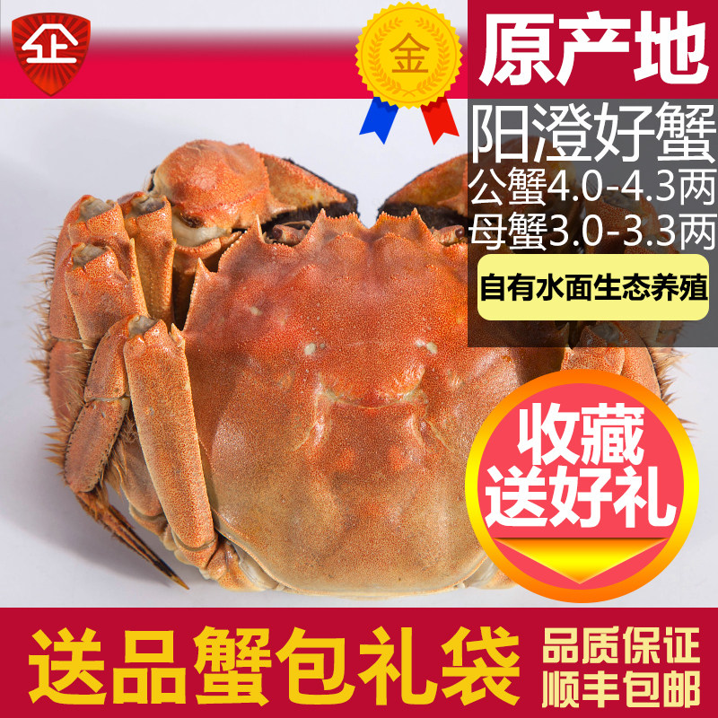 活蟹12只新鲜海鲜阳澄湖大闸蟹
