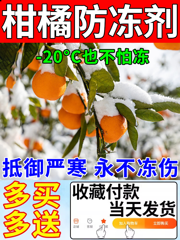 柑橘果树防冻剂桔子蔬菜瓜果防冻剂抗寒防冻桔子树零下20度专用肥