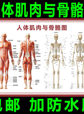 人体骨骼图挂图器官内脏结构图海报脊柱图解肌肉分布解剖图挂画