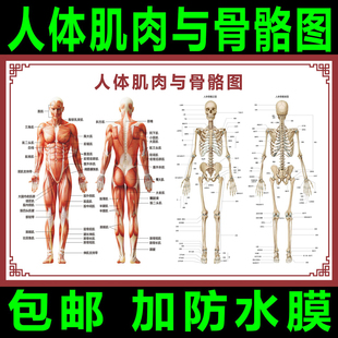 人体骨骼图挂图器官内脏结构图海报脊柱图解肌肉分布解剖图挂画