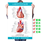 医院医学人体结构心血液循环解剖图海报挂图 外形和血管 心脏