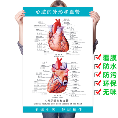 心脏外形医学结构血液循环解剖图