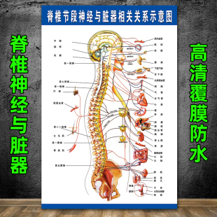 脊椎神经与脏器示意图脊柱相关疾病示意图医院挂图脊柱节段海报