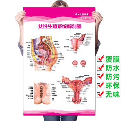 女性生殖器妇科宫颈疾病解剖图