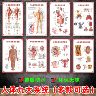人体九大系统运动消化生殖泌尿神经解剖内脏骨骼肌肉医院医学挂图