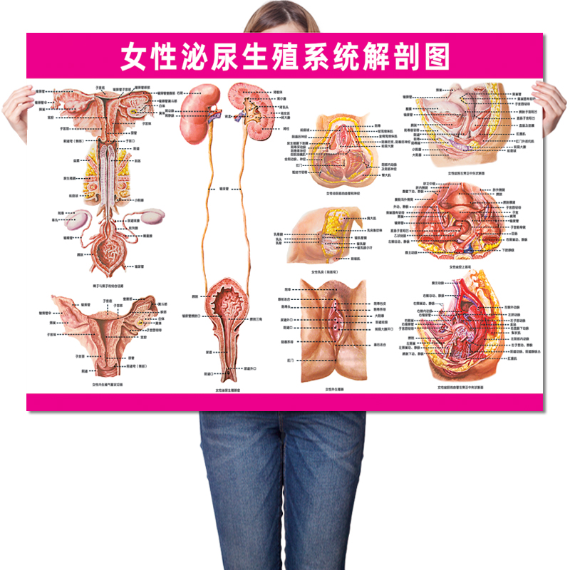 女性泌尿生殖系统解剖图 医院医学人体妇科知识广告挂图保健海报