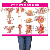 女性泌尿生殖系统解剖图 医院医学人体妇科知识广告挂图保健海报