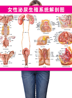 女性泌尿生殖系统解剖图广告海报
