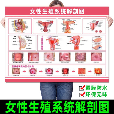 女性生殖器妇科宫颈疾病解剖图