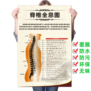 《脊椎健康速查表》人体脊柱疾病示意图医学科普健康知识挂图海报