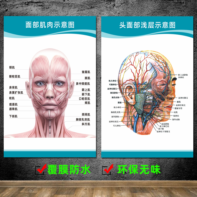 面部肌肉图人体骨骼结构挂图肌肉示意图全身器官神经解剖图海报