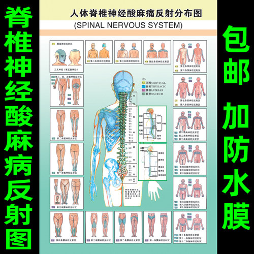 人体脊椎神经酸麻痛反射分布图