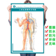 人体血管血液循环分布图墙贴展板 医学知识挂图 医院人体解剖海报