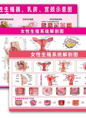 女性生殖器妇科宫颈疾病解剖图