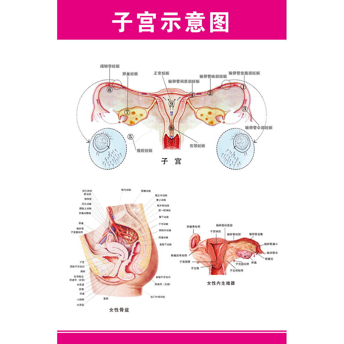 女人子宫的位置示意图图片