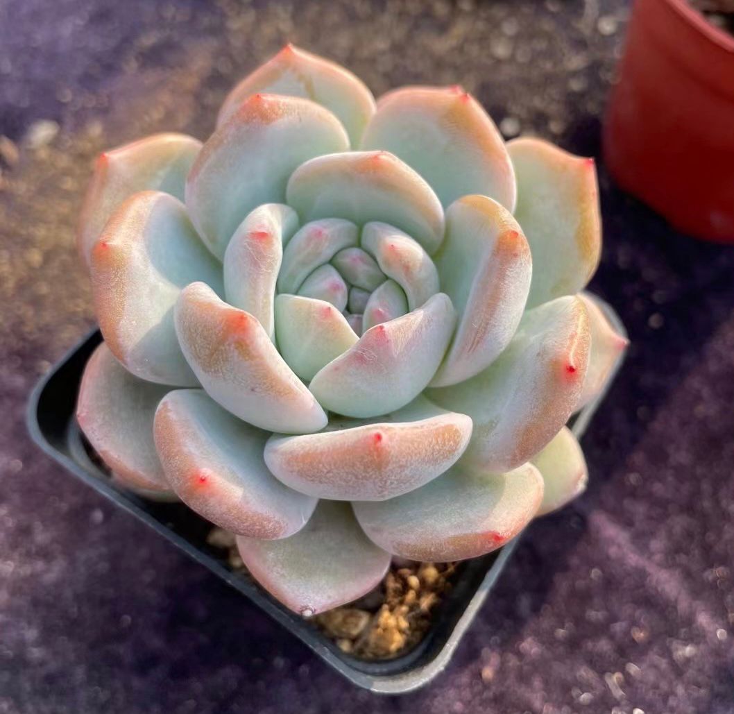 多肉阳台庭院植物橙梦露包邮