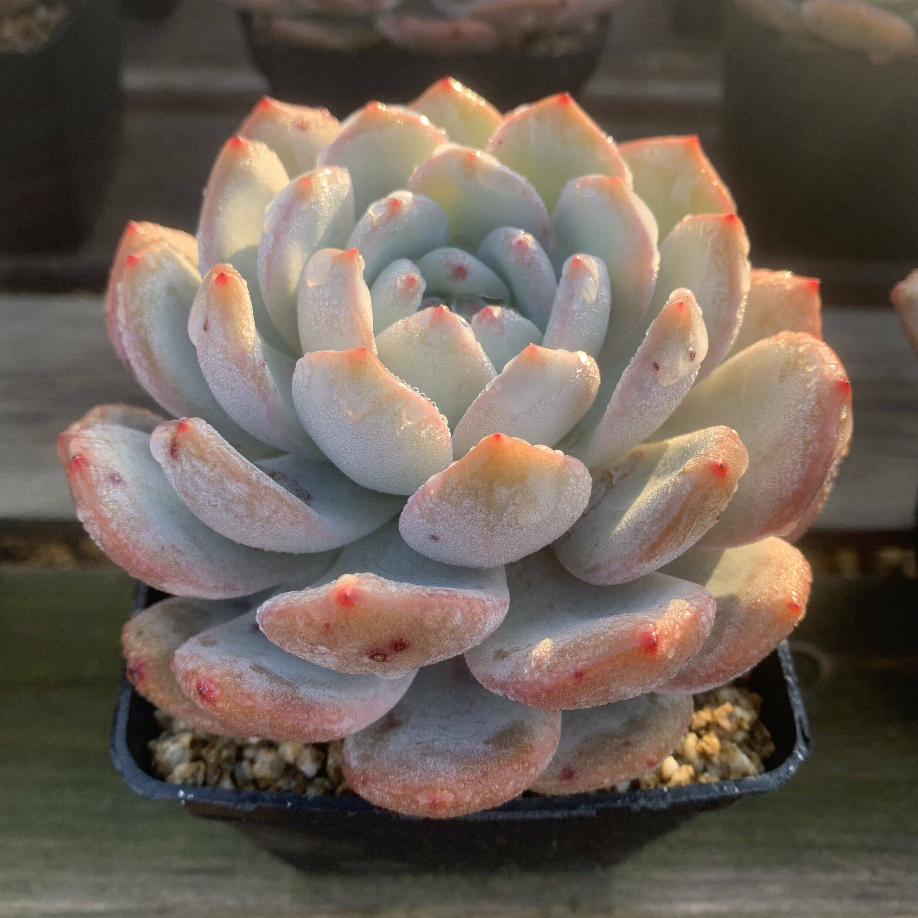 橙梦露多肉植物大橙子精品厚叶状态好韩橙基因一物一拍佳其多肉