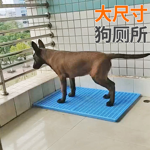 伊贝尔大狗训练厕所测试推荐