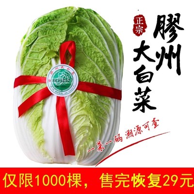 山东青岛特产胶州大白菜