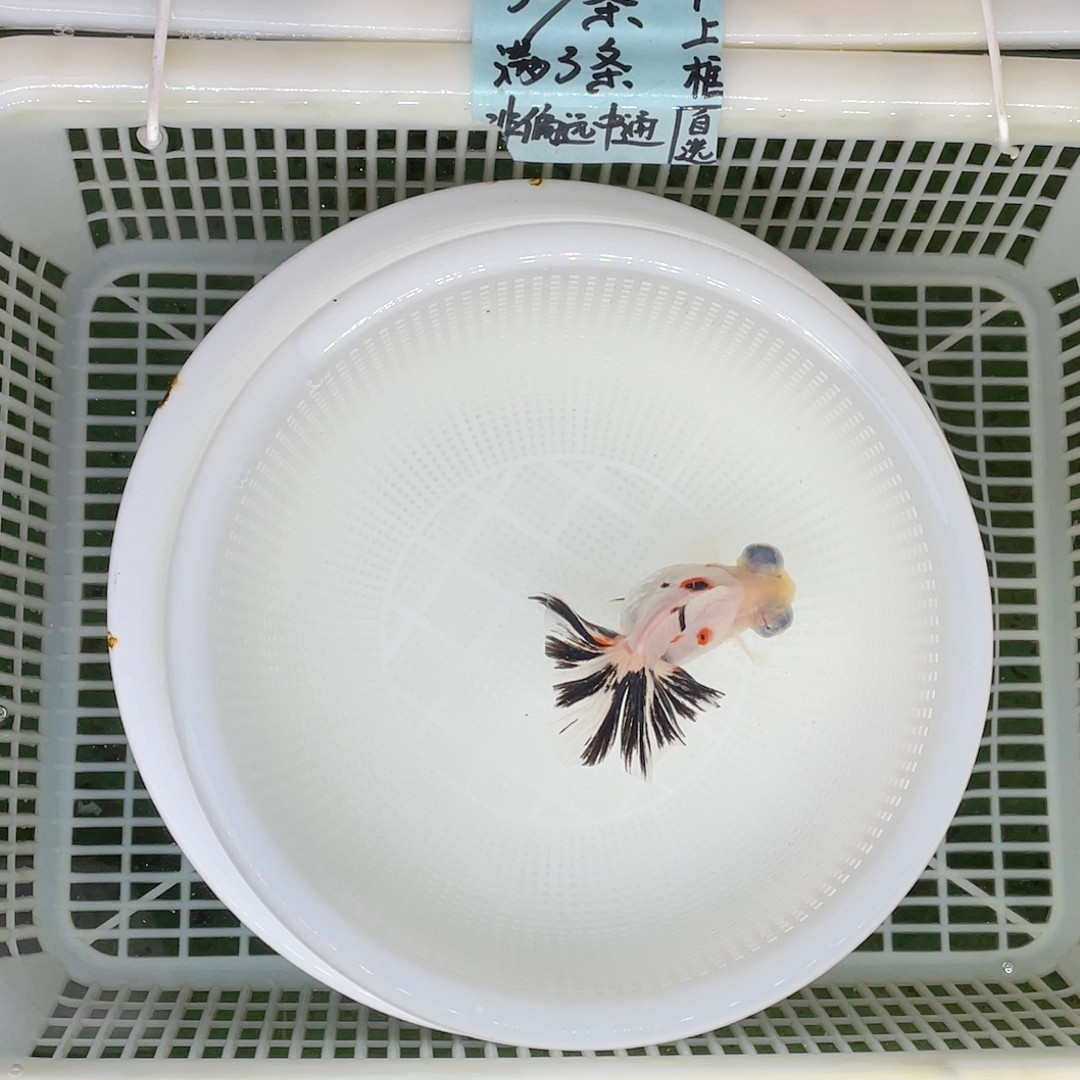 奶花蝶尾9-10,宠物/宠物食品及用品,鱼,淘宝优惠券,粉丝福利购,淘宝优惠卷