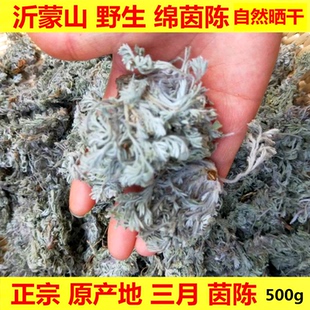 新货沂蒙山茵陈茶晒干野生新鲜500g白蒿干货三月绵茵陈茶整颗泡水